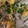 mel2005's cooksnap of when they made 中華屋さんの定食みたいな豚こまもやし炒め.