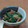 chotako's cooksnap of when they made 簡単＆美味！ほうれん草となめこの煮びたし.