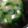 ☆hikonyan☆'s cooksnap of when they made 豆腐とちんげん菜の味噌汁.