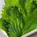QPはにー's cooksnap of when they made 大葉の保存.