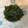 Hiromi's cooksnap of when they made ごはんが止まらん！大葉しょうゆ漬け.