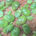 K0A9O0R8U♪'s cooksnap of when they made 白だしで簡単そら豆と桜えびの春色ご飯♪.
