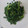 たいぴーち's cooksnap of when they made 白だしで☆春菊のわさびお浸し.