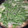 hotarukko's cooksnap of when they made 水菜使い切り♪豚肉と大根のはりはり鍋.