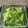 ◆どらしま◆'s cooksnap of when they made ほうれん草のナムル♪.