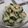 fu♪♪'s cooksnap of when they made 材料２つ！ゴーヤとツナのカレーマヨサラダ.