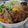 hozunyam's cooksnap of when they made 焼肉のタレで簡単ビビンバ☆韓国ごはん.