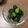 みぃくんのママ's cooksnap of when they made ♪キュウリの辛子醤油漬♪.