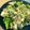 ♪ミチル♪'s cooksnap of when they made ブロッコリーのひき肉炒め.