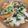 クックHBQ370☆'s cooksnap of when they made 白菜とひき肉のうまトロ炒め.