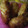 ぐでたま姉弟's cooksnap of when they made ソース不要冷めても旨い♪ささみの棒フライ.