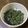 Hosimi's cooksnap of when they made ふきの葉みそ.