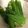 クックNPN3GI☆'s cooksnap of when they made 白だしで簡単！オクラのおひたし.