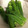 クックNPN3GI☆'s cooksnap of when they made 白だしで簡単！オクラのおひたし.