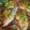 クックZTZ10H☆'s cooksnap of when they made ブリで簡単 一品！ おろし玉ねぎソースで.