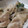 あゆたっくん's cooksnap of when they made 鶏むねともやしのとんこつしょうゆ風炒め☆.