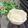 からあげパーティー's cooksnap of when they made 驚きのなめらか食感♪お豆腐アイスクリーム.