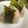 ♥みぃさん♥'s cooksnap of when they made ☆おかかのオイルおにぎり☆.