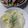 キスケo2's cooksnap of when they made 大好きな＊じゃが芋のミルクバター煮.