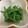 クックHDP0M2☆'s cooksnap of when they made いんげん！白胡麻和え♪.