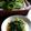 チコリママ's cooksnap of when they made ルッコラのベーコンさっと炒め.