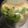 葉月優希's cooksnap of when they made 甘～い☆カリカリ梅.