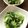 pali's cooksnap of when they made チンゲン菜の塩麹和え.
