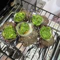 Satoruん's cooksnap of when they made サザエのジェノバ焼き♪～ｴｽｶﾙｺﾞ風.