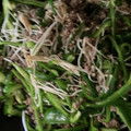 クックO7UFZH☆'s cooksnap of when they made 豚ひき肉とピーマンのとろみ炒め.