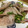 hiromi17's cooksnap of when they made 豚とろとアスパラガスの塩炒め.