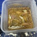 アリサ天才宇宙カフェ🐰💡🚀☕'s cooksnap of when they made 鯵のごま醤油漬け.