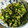 ｂｅｒｒｙ＋'s cooksnap of when they made 簡単☆大根の葉のふりかけ.