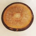 なめこおろし's cooksnap of when they made トースターで簡単。椎茸のシンプル香り焼き.