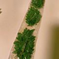 喜八＆Hacchi's cooksnap of when they made 永久保存版「木の芽・山椒の新芽」冷凍保存.
