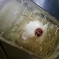 クックGGLXTL☆'s cooksnap of when they made 玉ねぎが綺麗に摩り下ろせる方法☆.