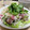 shiirao's cooksnap of when they made 初夏の香味野菜で！茗荷とマグロの混ぜ寿司.