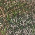 Ischanco's cooksnap of when they made ほうれん草と豚ひき肉　ガパオライス風.