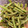 クックAAKMT5☆'s cooksnap of when they made やさしい甘みが美味い！いんげんのごま和え.