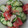 frootique's cooksnap of when they made トマトときゅうりとしらすの和風うまサラダ.