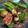 クックOWPJU3☆'s cooksnap of when they made オクラのから揚げ.