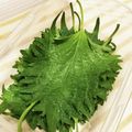 eユキさん's cooksnap of when they made 大量の大葉は塩漬けで長期保存.
