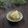 まろんかふぇ's cooksnap of when they made セロリの酒粕和え.