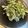 2kidsmama✿'s cooksnap of when they made 季節の味☆お茶の葉の天ぷら.