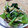 山ばあば's cooksnap of when they made ＊小松菜と切干大根のお浸し＊.