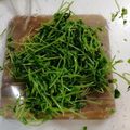 ハニイとムサシ's cooksnap of when they made レンジで簡単☆豆苗ナムル.
