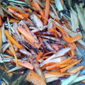クックM501UG☆'s cooksnap of when they made 妻の妊娠中に作った思い出のきんぴらごぼう.