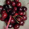 プルンバゴ's cooksnap of when they made アメリカンチェリー種の取り方　さくらんぼ.