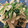 snow012's cooksnap of when they made ほうれん草と舞茸のソテー.