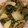 yuuc5's cooksnap of when they made チンゲン菜の和風だし・鰹節炒め　.