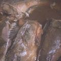 Ciel_Clair's cooksnap of when they made 豆アジのカレー風味煮♪活力なべ10分！.